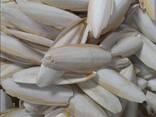 2023 Hot Sale Cuttlefish Bones Dried cuttlefish bone Cuttle fish bone - фото 5