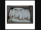 2023 Hot Sale Cuttlefish Bones Dried cuttlefish bone Cuttle fish bone - фото 7