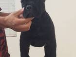 9‑недельный щенок Cane Corso для усыновления - фото 2