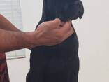 9‑недельный щенок Cane Corso для усыновления - фото 3