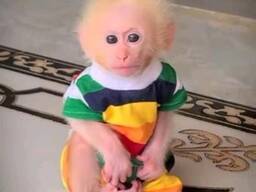 Adorable Female and male Baby Capuchin Monkey For Adoption