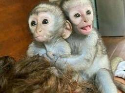 Adorable male and Female Baby Capuchin Monkey For Adoption