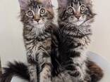 Adorable Maine Coon kittens looking for their forever homes, very affordable - photo 1