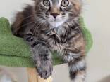 Adorable Maine Coon kittens looking for their forever homes, very affordable - photo 2