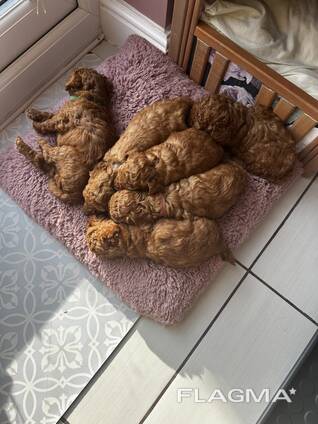 Adorable Toy Poodle Puppy for Sale