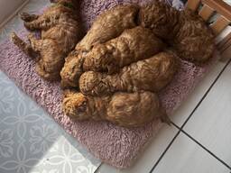 Очаровательный щенок той-пуделя на продажу