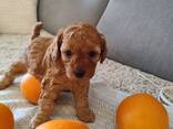 Adorable Toy Poodle Puppy for Sale - photo 2