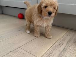 Affordable Poodle puppies for sale