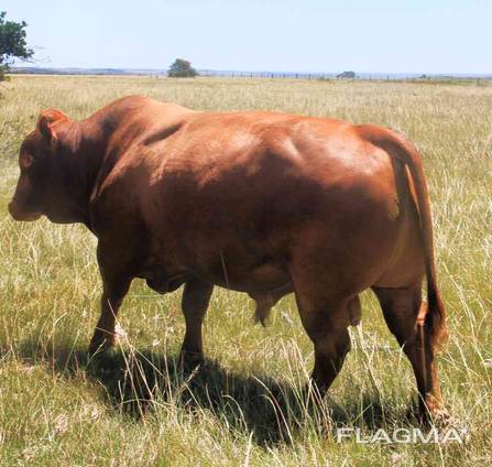 Alive Pregnant Holstein Heifer Cows, Goats, Sheep,