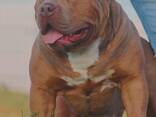 American Bully puppies - photo 1