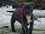 cachorros American Bully - foto 6