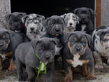 cachorros American Bully - foto 7