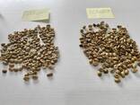 Зерна кофе Arabica и Robusta - фото 2