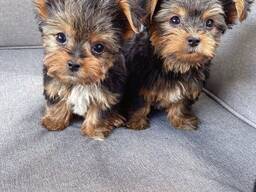 Awesome Yorkshire Puppies