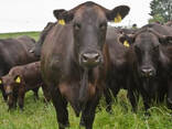 Live cows for sale - фото 1