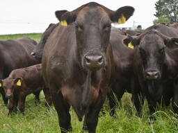 Live cows for sale