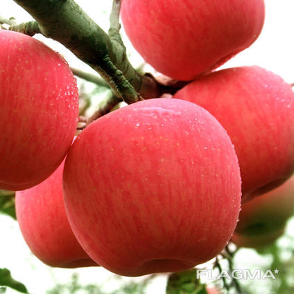 Best price fuji apple fresh fruit
