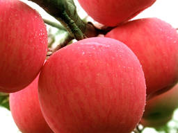 Best price fuji apple fresh fruit