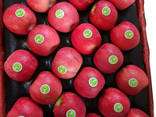 Best price fuji apple fresh fruit - photo 2