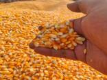 Best Quality Maize Grain Yellow Corn Feed Corn Maize at Low Cost Wholesale Europe - photo 1