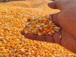 . Best Quality Maize Grain Yellow Corn Feed Corn Maize at Low Cost Wholesale Europe