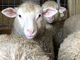 Boer goats and Merino for sale