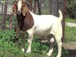 Boer goats for sale - фото 1