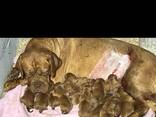 Cachorros Dogue de Bordeaux - foto 2
