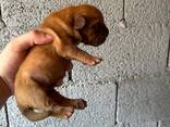 Cachorros Dogue de Bordeaux - foto 3