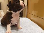 Boston Terrier puppy for ready for adoption - фото 1