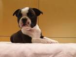 Boston Terrier puppy for ready for adoption - фото 2