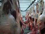 Buffalo Meat (Halal), Sheep Tail Fat - photo 3