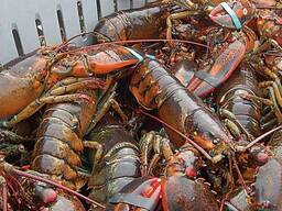 Canadian Lobsters