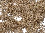 Canary Seeds - photo 1