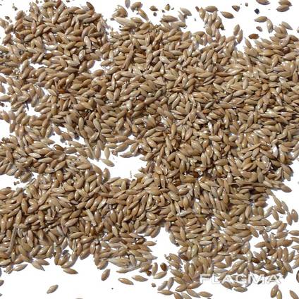 Canary Seeds
