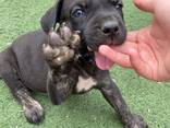 Cane corsos puppies - photo 2