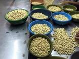 Sell Raw Cashew Nuts W240 W320 - photo 3