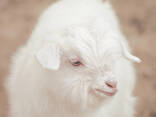 Cashmere goats - фото 1