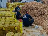 Cassia Stick / Powder from Vietnam - photo 2