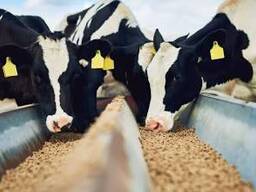 Premium Cattle Feed with Balanced Nutrition