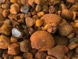 Cow Gallstones in USA - фото 1