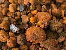 Cow Gallstones in USA