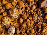 Cow Gallstones in USA - фото 5