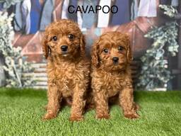 Cachorros Cavapoo