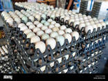 Chicken , chicks and eggs - фото 3