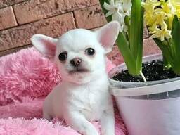 Щенки Chihuahua
