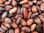 Cocoa Beans - photo 1