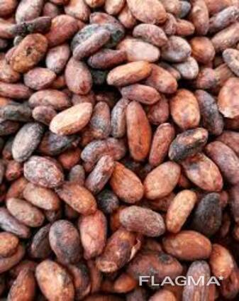 Cocoa Beans