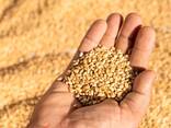 Consumer Wheat - photo 2