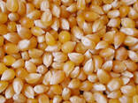 Corn / maize for sale - photo 2